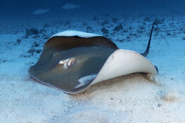 Pink whipray (Himantura fai) lies in the sandy bottom of the Indian Ocean