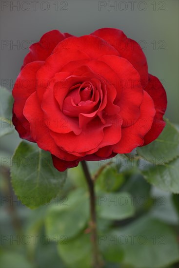 Hybrid tea rose Grande Amore (Rosa)