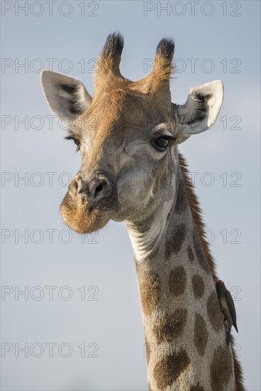 Giraffe (Giraffa camelopardalis) with Red-billed oxpecker (Buphagus erythrorhynchus)