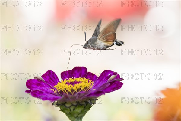 Hummingbird hawk-moth (Macroglossum stellatarum)