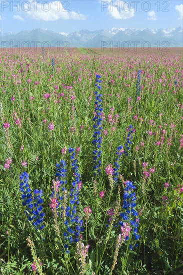 Wildflowers field in front of Tien Shan Mountain Range