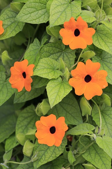 Black-eyed Susan vine (Thunbergia alata)