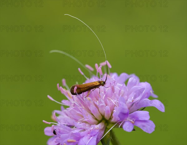 Nemophora metallica (Nemophora metallica)