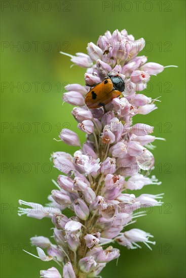 Willow Clytras (Clytra laeviuscula)