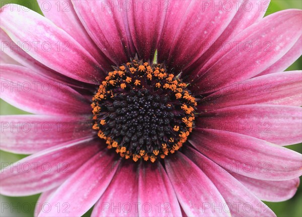 Cape daisy (Osteospermum)