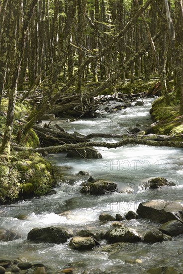 White water river through temperate jungle on the Lago del Desierto