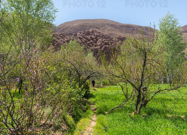 Field and fruit trees