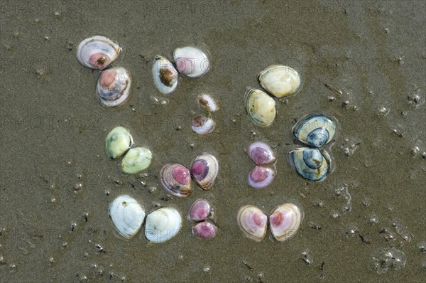 Different coloured Baltic macomas (Limecola balthica) in the sand