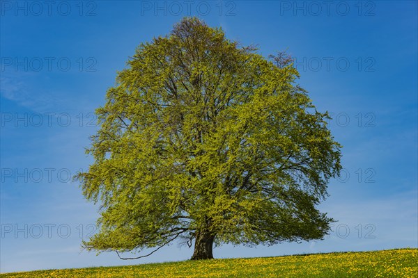 Common beech (Fagus sylvatica) in spring