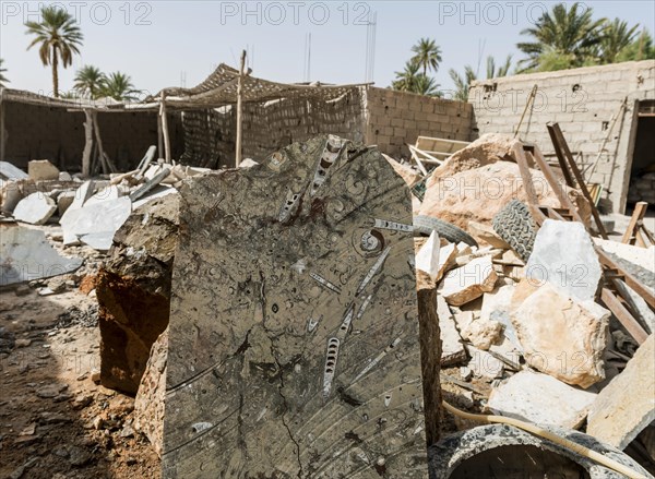 Stone slab with fossils