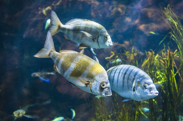 Zebra seabream (Diplodus cervinus) and sand steenbras (Lithognathus mormyrus) in an aquarium