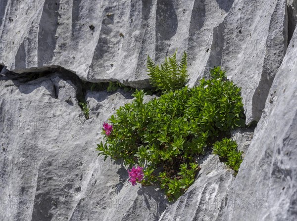 Almrausch (Rhododendron hirsutum) grows in crevice