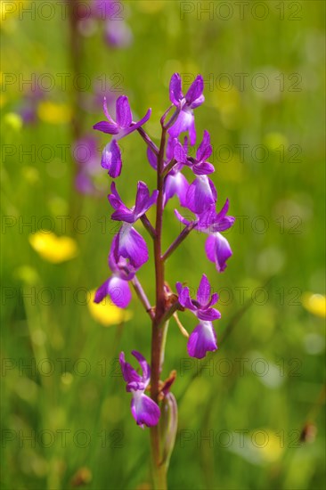 Lax-flowered orchid (Anacamptis laxiflora)