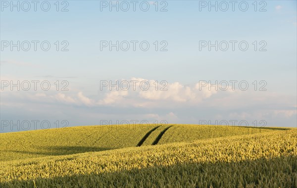 Wheatfield near Irschenhausen