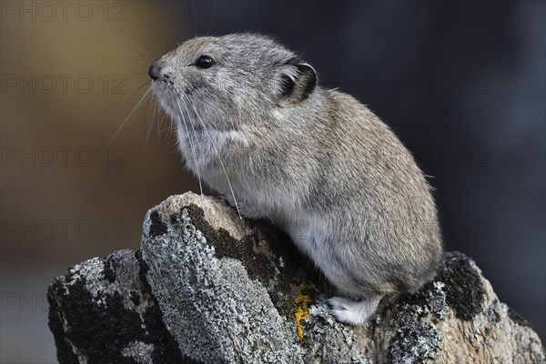 Collared pika (Ochotona collaris)