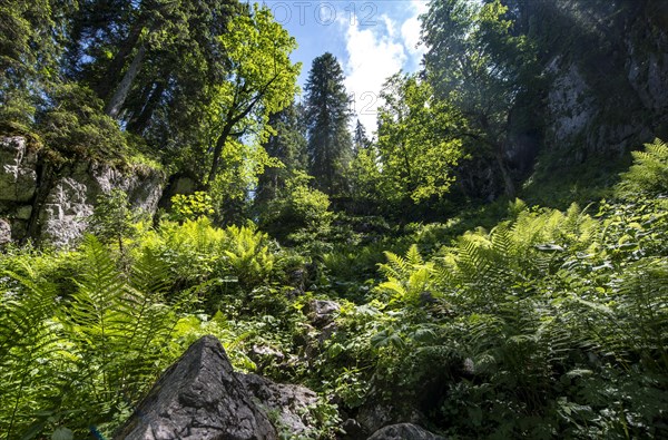 Sun shines through leaves in the forest