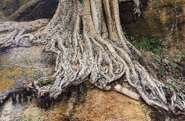 Roots of the Large-fruited Sycamore Fig (Ficus sycomorus)