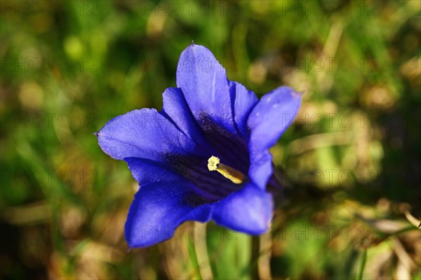 Clusius gentian (Gentiana clusii)