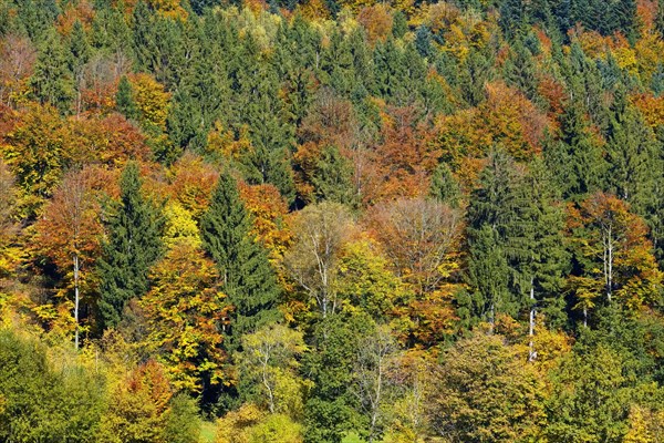 Autumnal mixed forest at the Brotjacklriegel