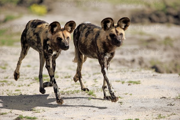 African wild dogs (Lycaon pictus)