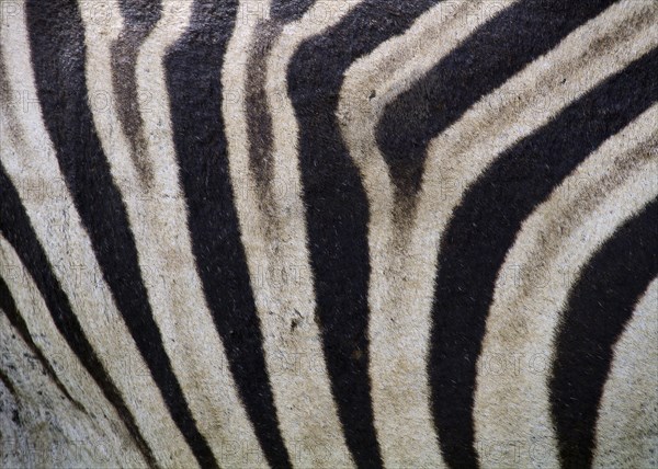 Plains Zebra (Equus quagga)