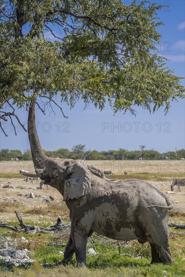 African elephant (Loxodonta africana)