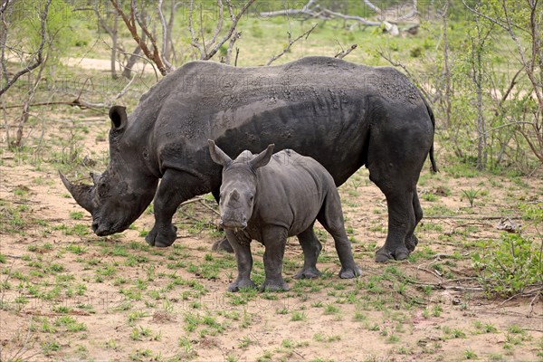 White rhinoceroses (Ceratotherium simum)