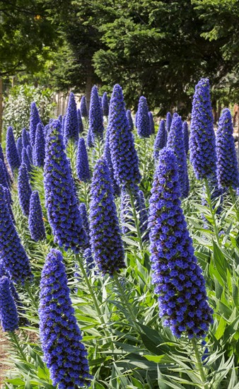 Blooming Blue Adderhead (Echium fastuosum)