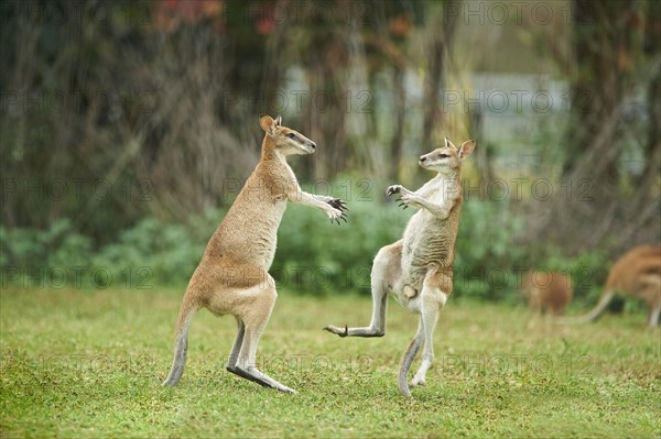 Agile wallabies (Macropus agilis) fighting on a meadow