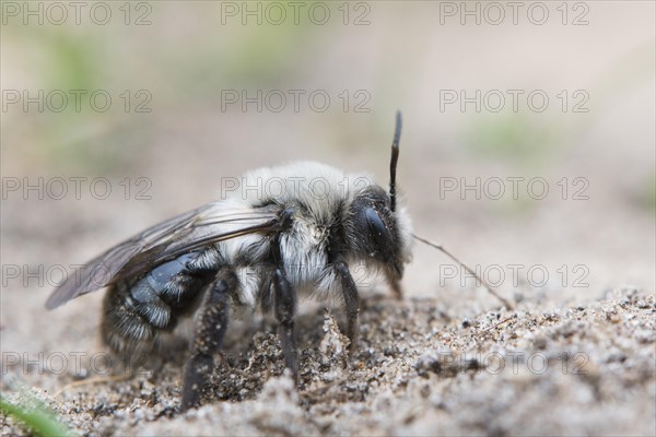 Ashy mining bee (Andrena cineraria)