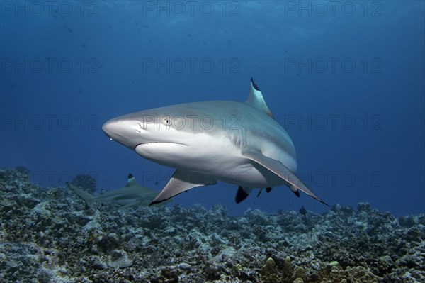 Blacktip reef shark (Carcharhinus melanopterus)