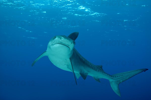 Tiger Shark (Galeocerdo cuvier) swims in the blue water