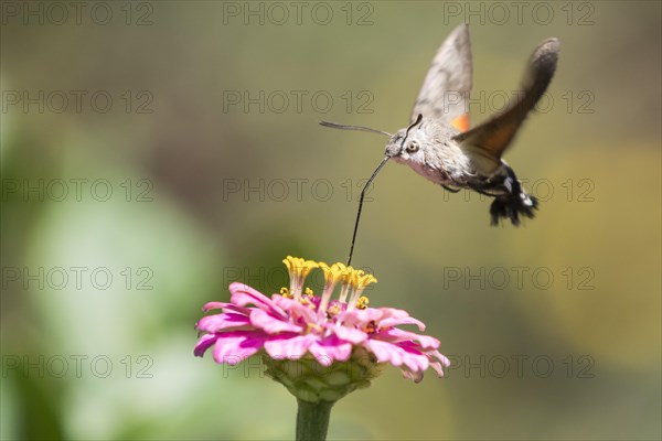 Hummingbird hawk-moth (Macroglossum stellatarum)