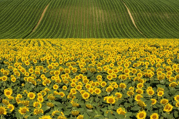 Field of sunflowers and maize