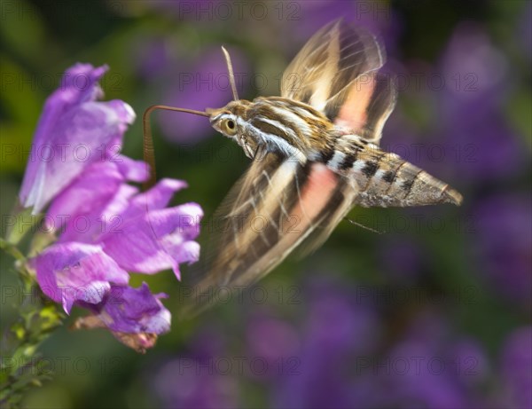 White-Lined Sphinx Moth (Hyles lineata) feeding on flower - Photo12 ...