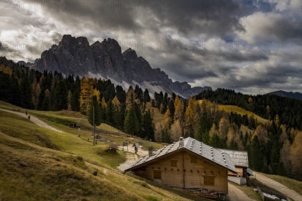 Odle group with Larch forest (Larix) and alpine hut in autumn