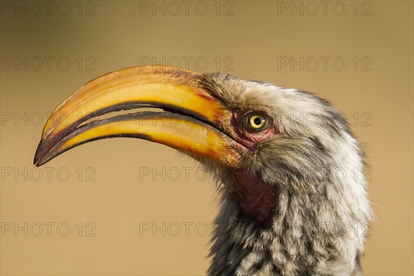 Southern Yellow-billed Hornbill (Tockus leucomelas)