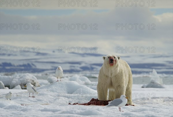 Polar bear (Ursus maritimus) feeding the carcass of a captured seal in the snow