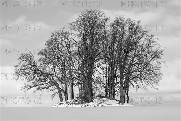 Stone Age burial mound overgrown with trees in winter