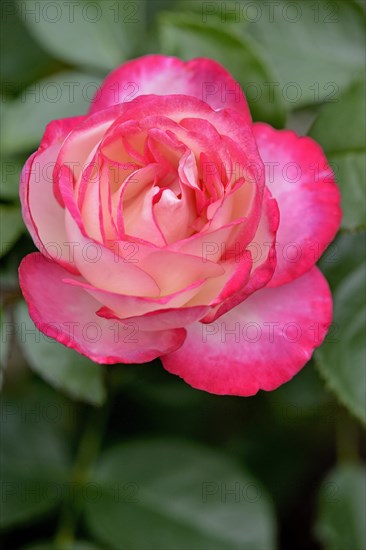 Hybrid tea rose Maxim