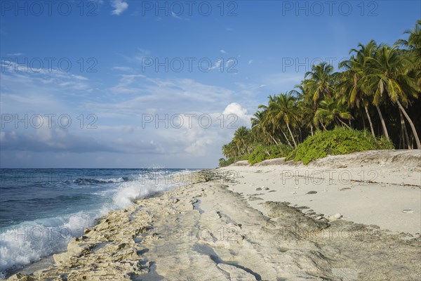 Deserted coral beach with coconut palm tree