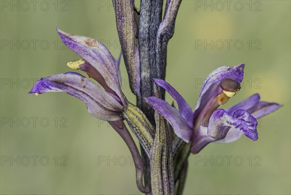 Violet Limodore (Limodorum abortivum)