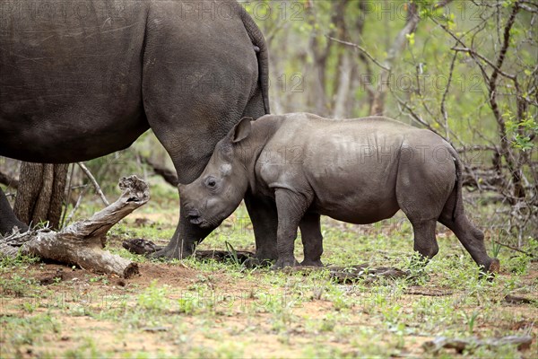 White rhinoceros (Ceratotherium simum)