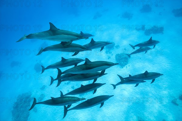 A pod of Spinner Dolphins (Stenella longirostris) swims over sandy bottom