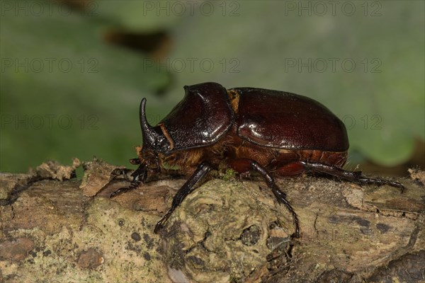 European rhinoceros beetle (Oryctes nasicornis)