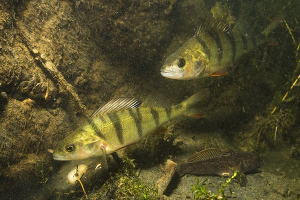 European perch