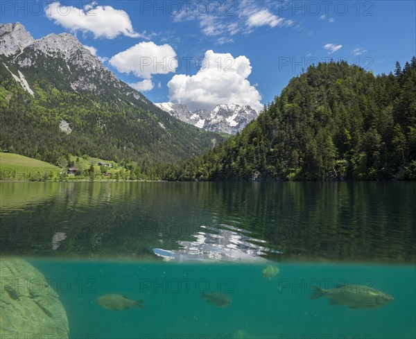 Hintersteinersee with fish