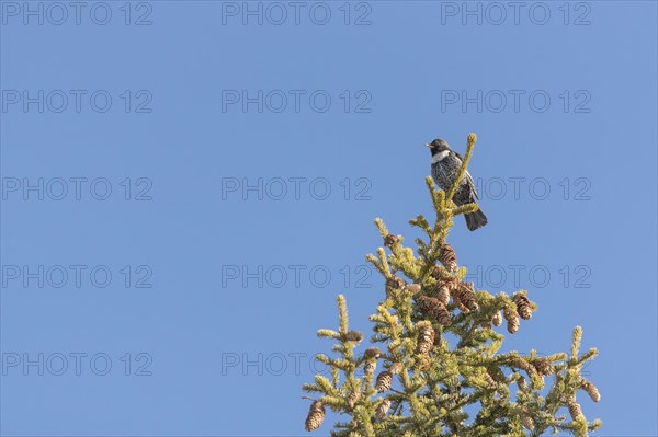 Ring ouzel