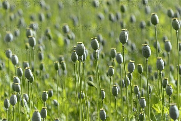 Opium poppy