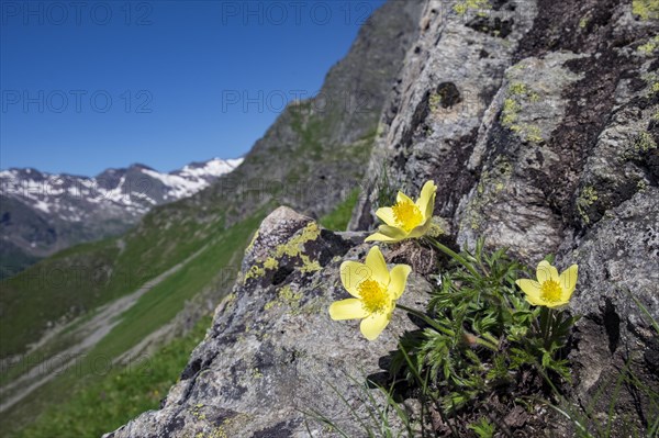 Yellow pasqueflower